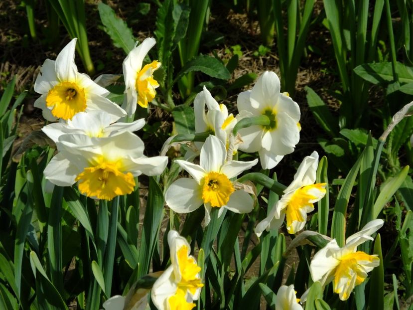  - 2018_03_Narcise_III