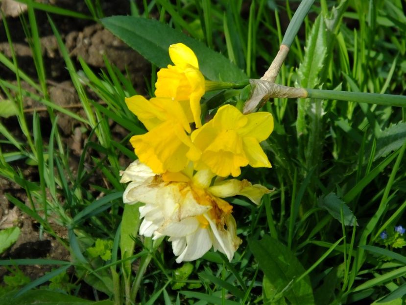  - 2018_03_Narcise_III