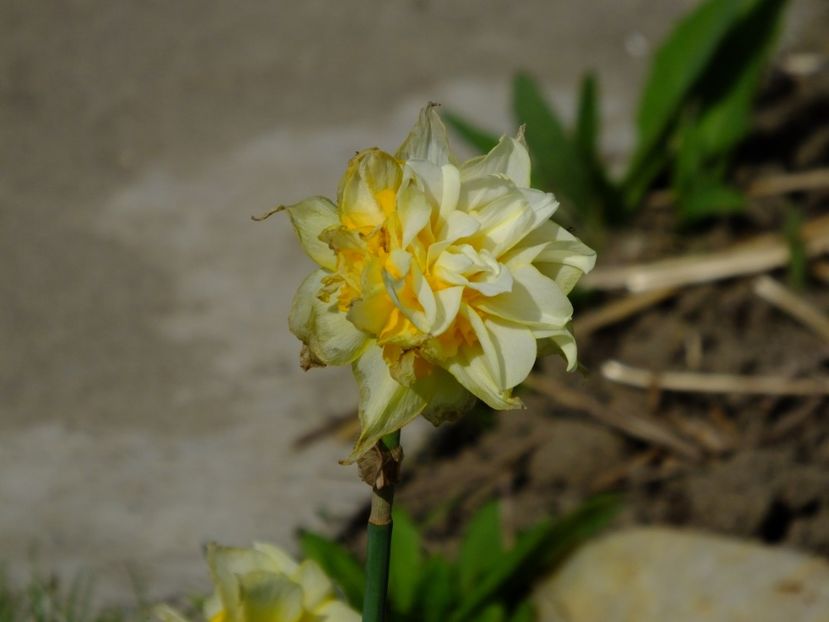  - 2018_03_Narcise_III