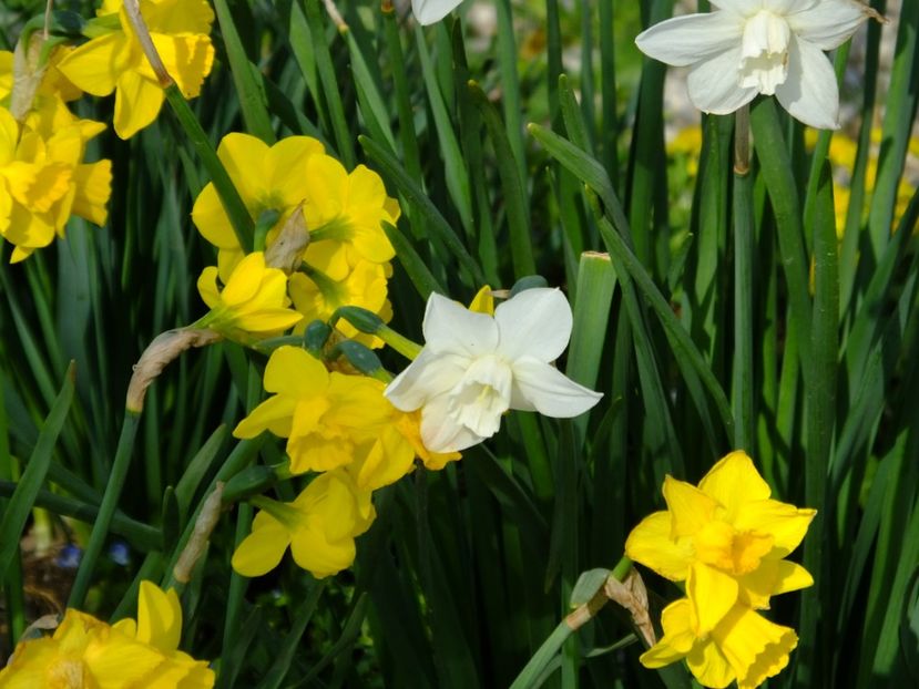  - 2018_03_Narcise_III