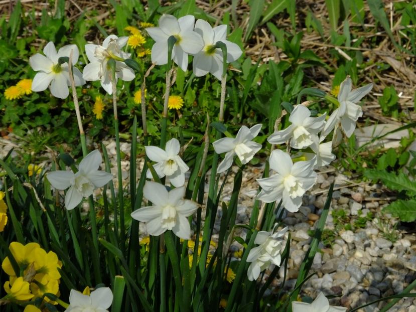  - 2018_03_Narcise_III