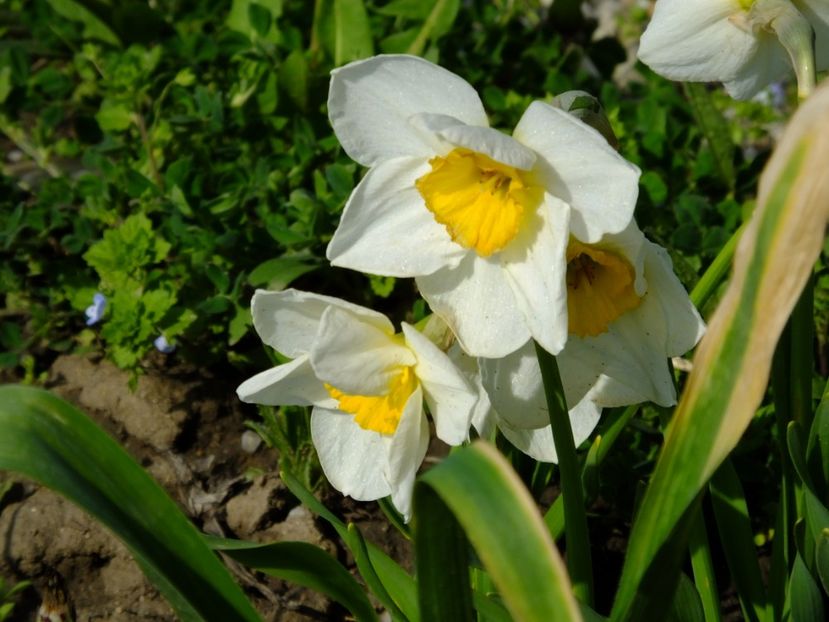  - 2018_03_Narcise_III