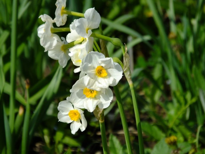  - 2018_03_Narcise_III