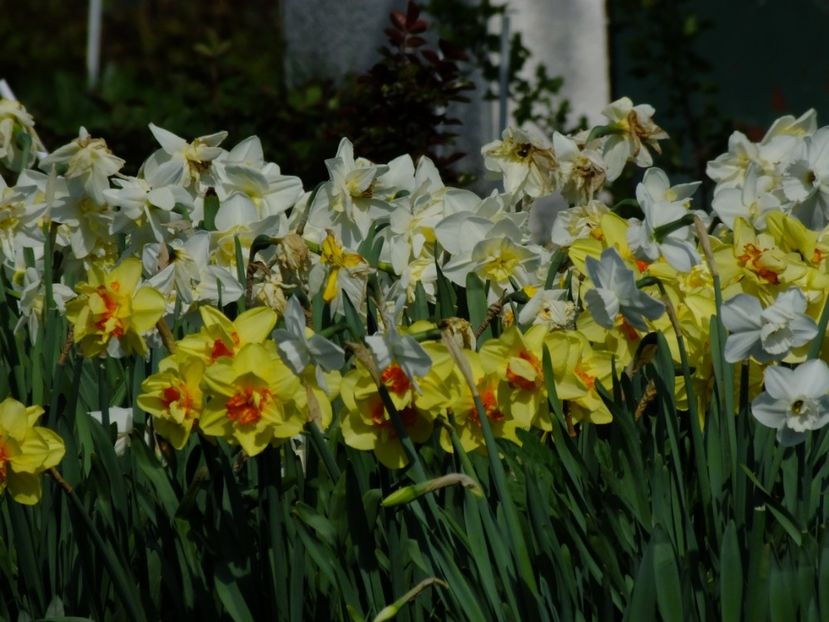 19.04.2018 - 2018_03_Narcise_III