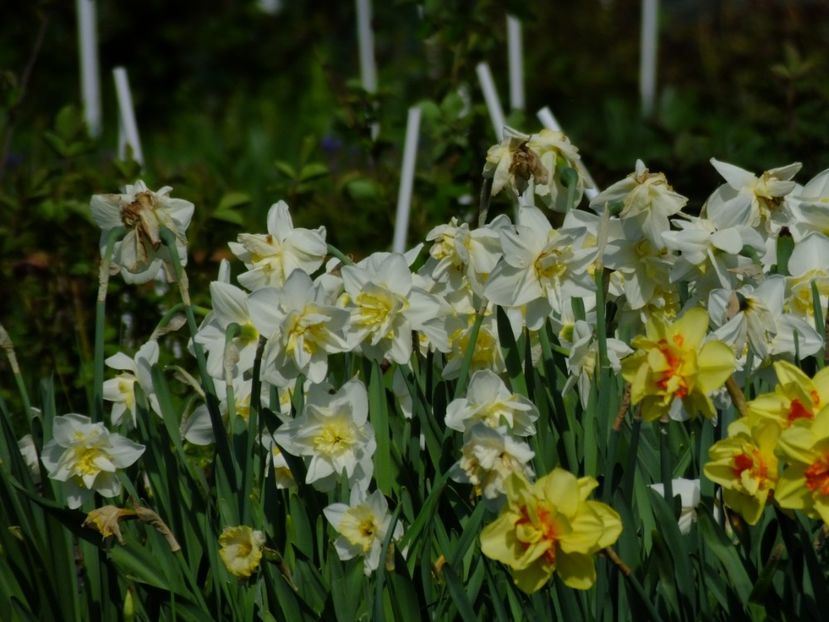  - 2018_03_Narcise_III