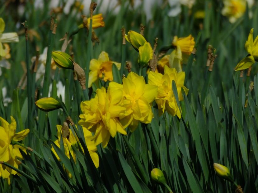  - 2018_03_Narcise_III