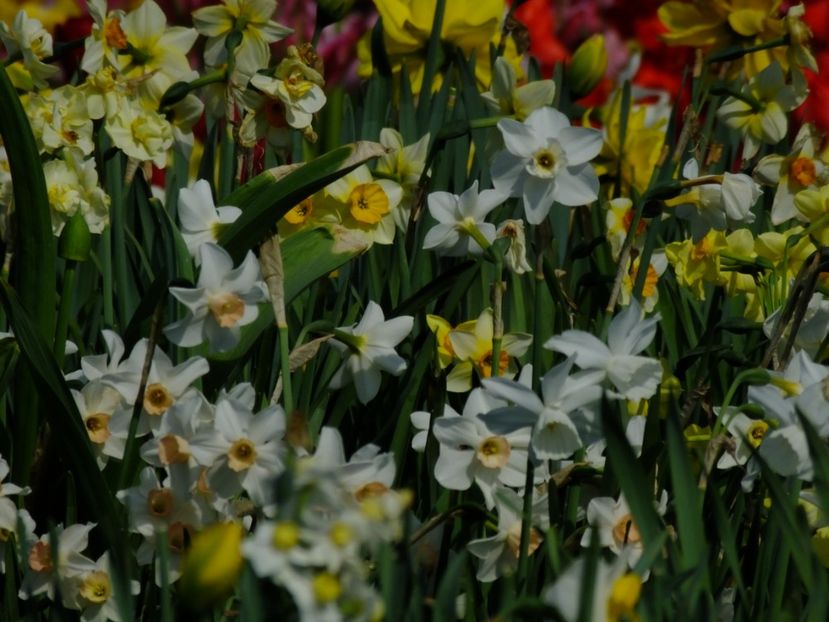  - 2018_03_Narcise_III