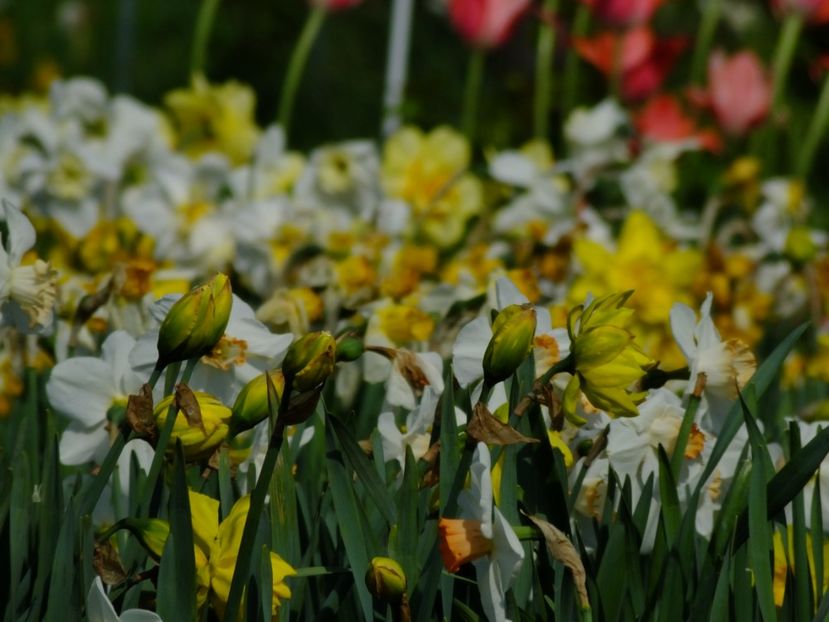  - 2018_03_Narcise_III