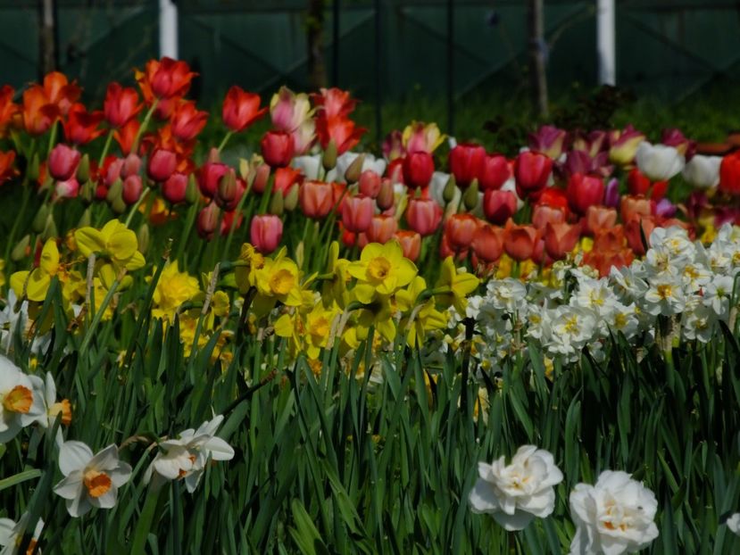  - 2018_03_Narcise_III