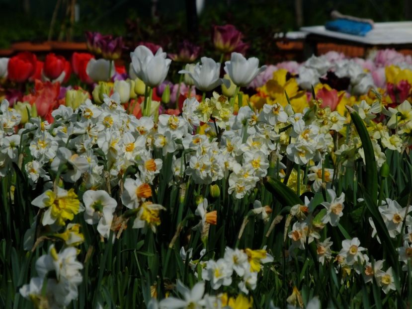  - 2018_03_Narcise_III