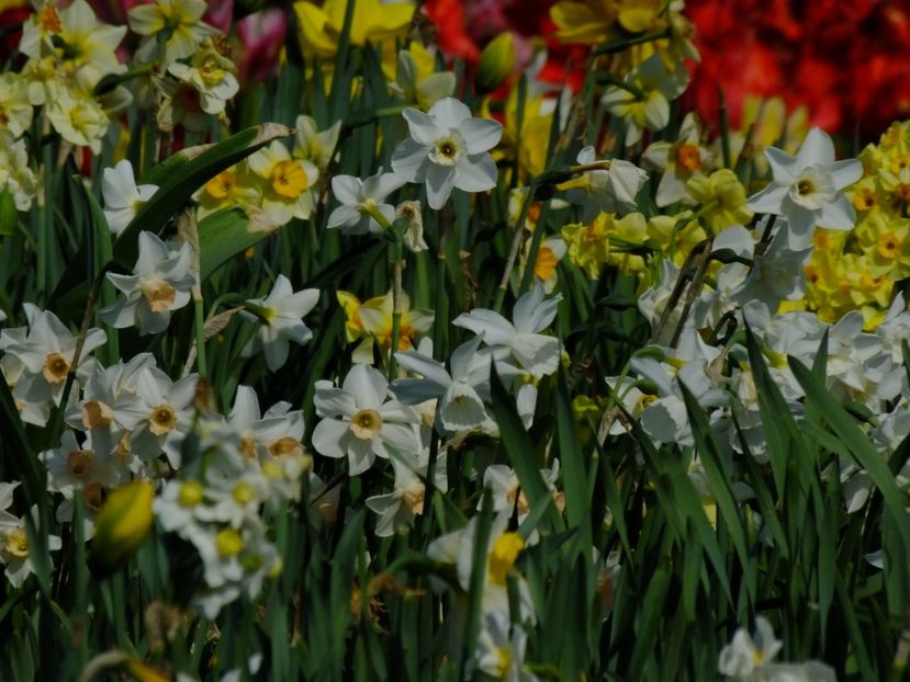  - 2018_03_Narcise_III