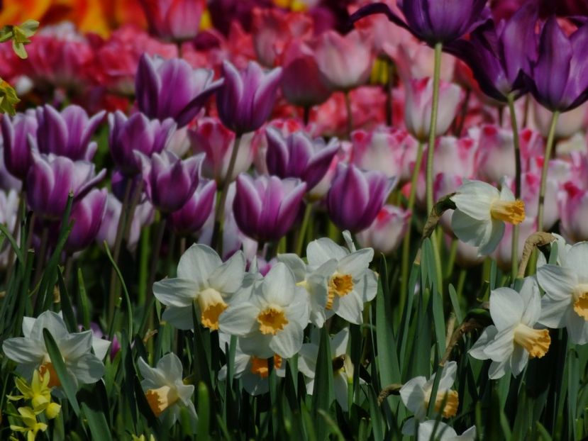  - 2018_03_Narcise_III