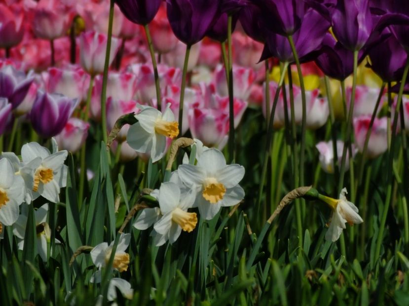  - 2018_03_Narcise_III