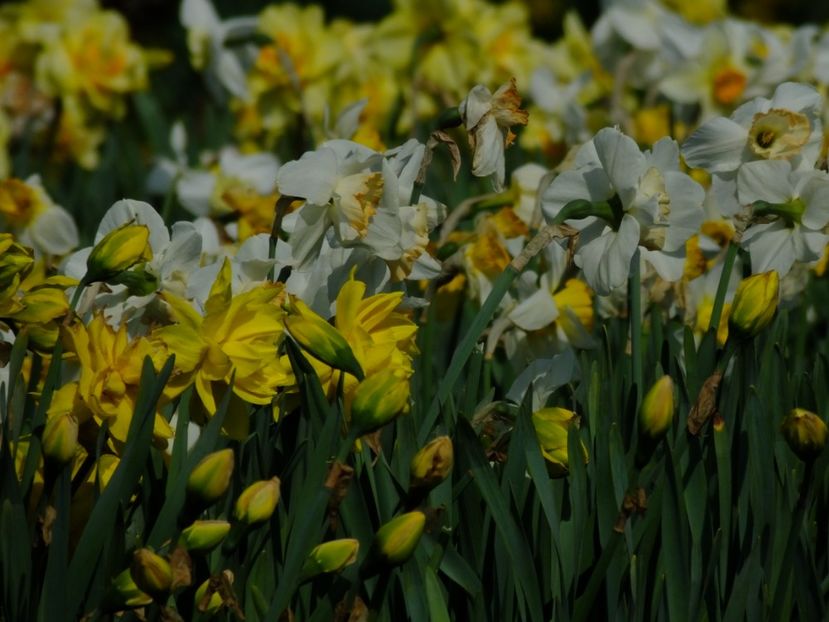  - 2018_03_Narcise_III