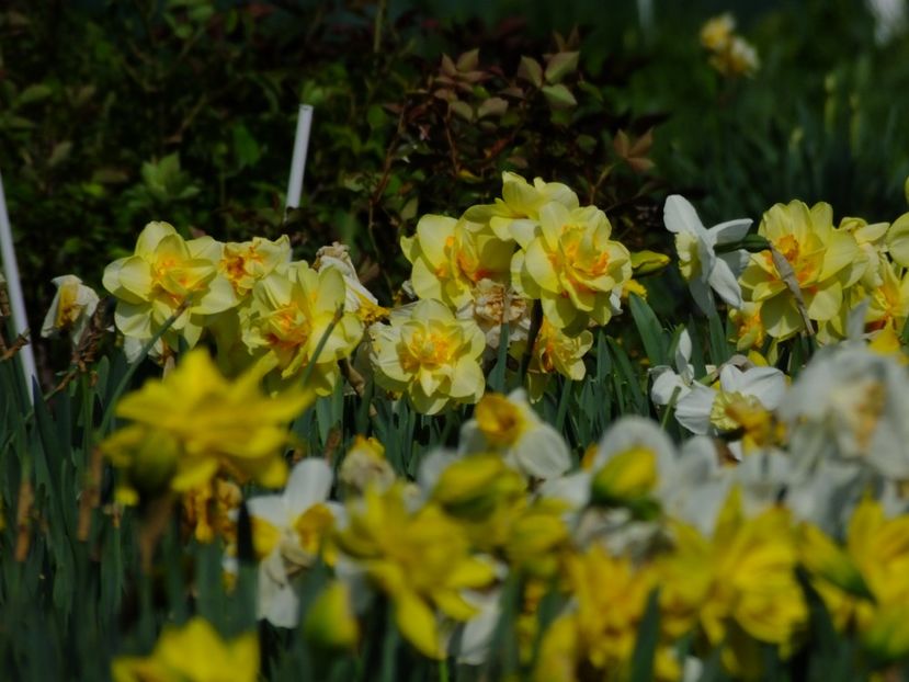  - 2018_03_Narcise_III