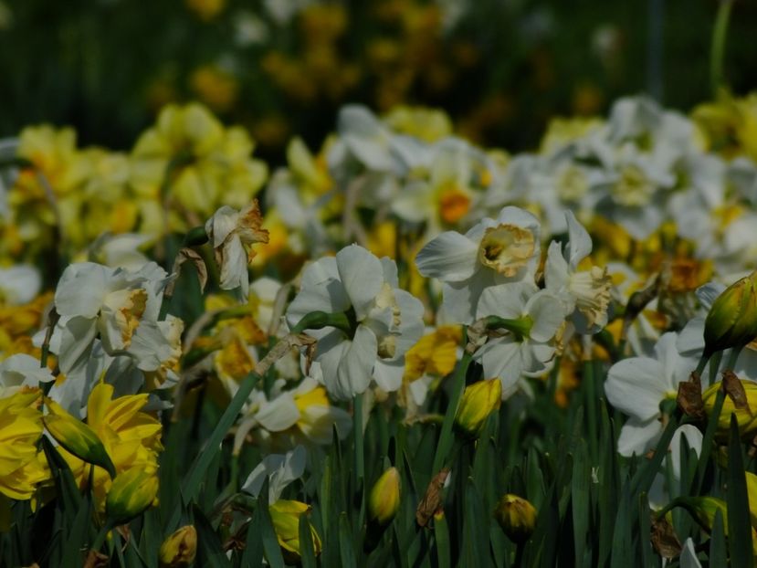  - 2018_03_Narcise_III