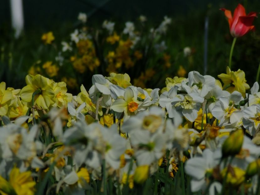  - 2018_03_Narcise_III