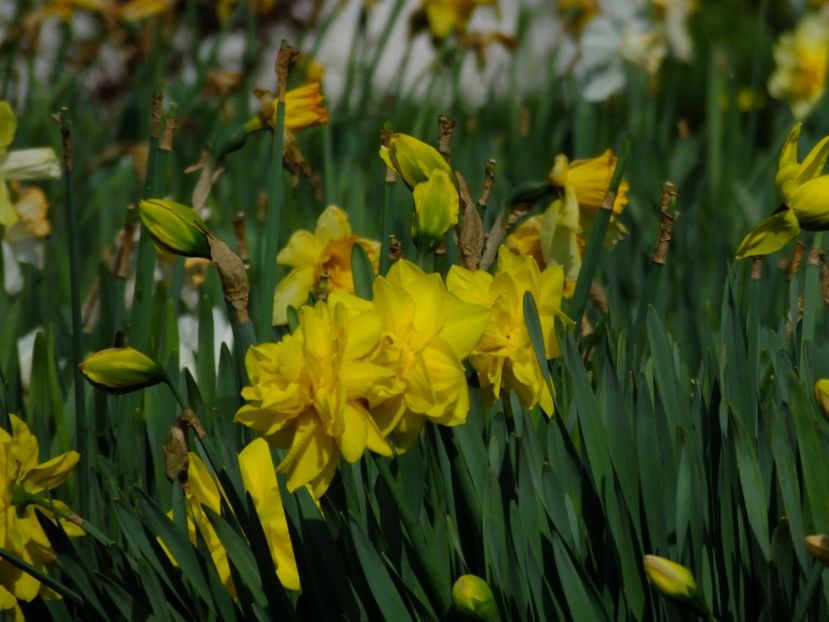  - 2018_03_Narcise_III