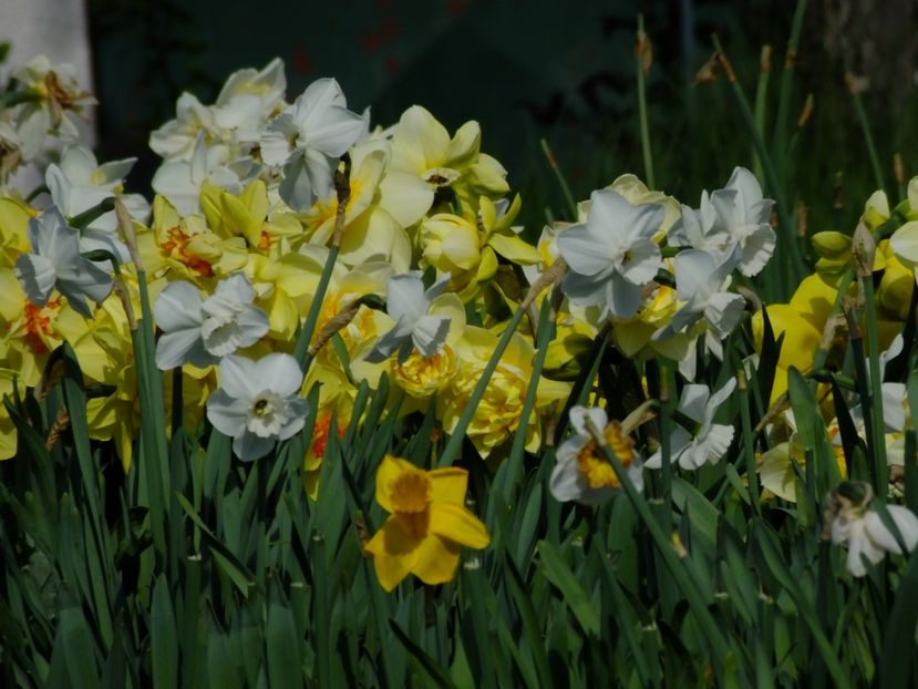  - 2018_03_Narcise_III