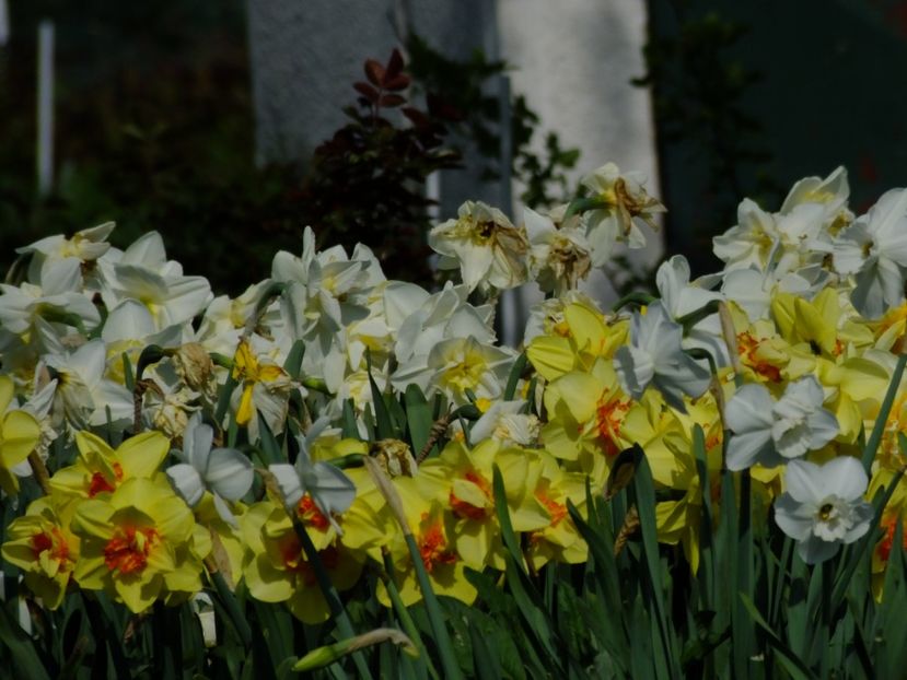  - 2018_03_Narcise_III