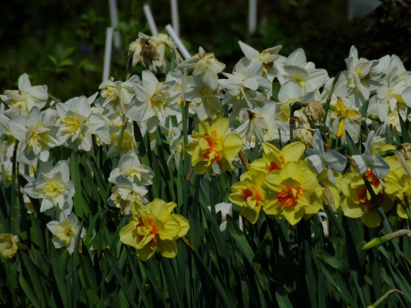  - 2018_03_Narcise_III