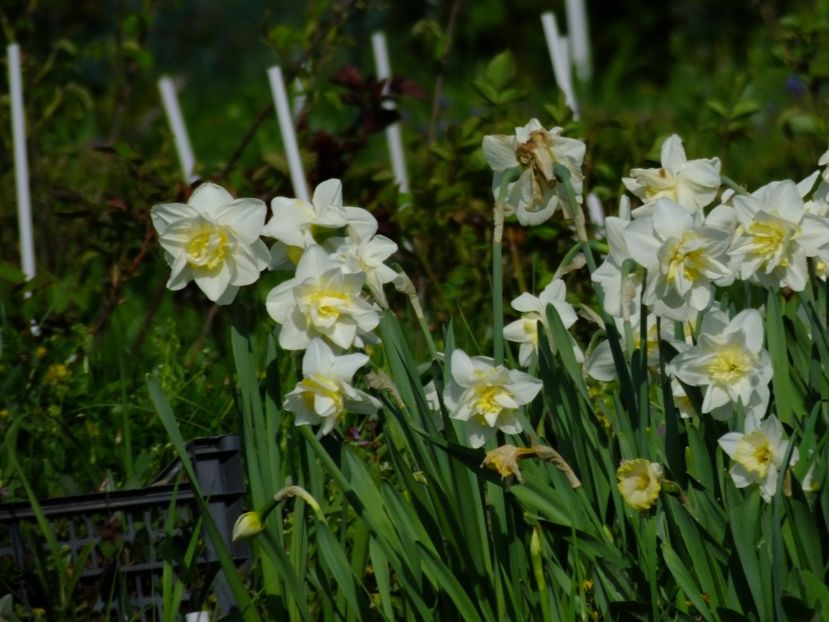  - 2018_03_Narcise_III