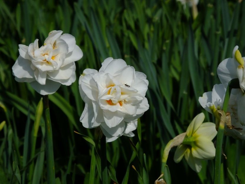  - 2018_03_Narcise_III