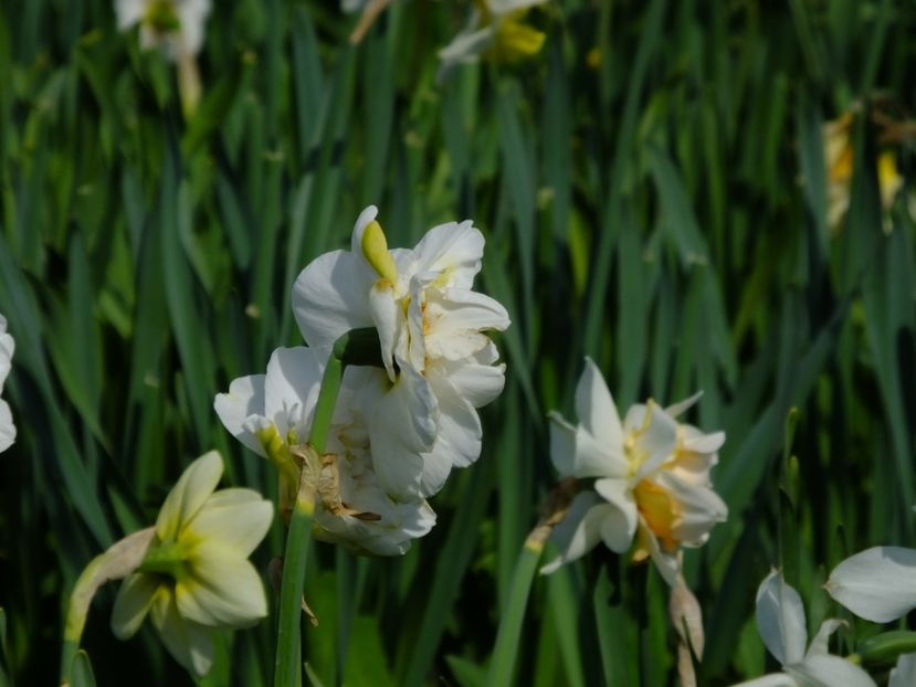  - 2018_03_Narcise_III