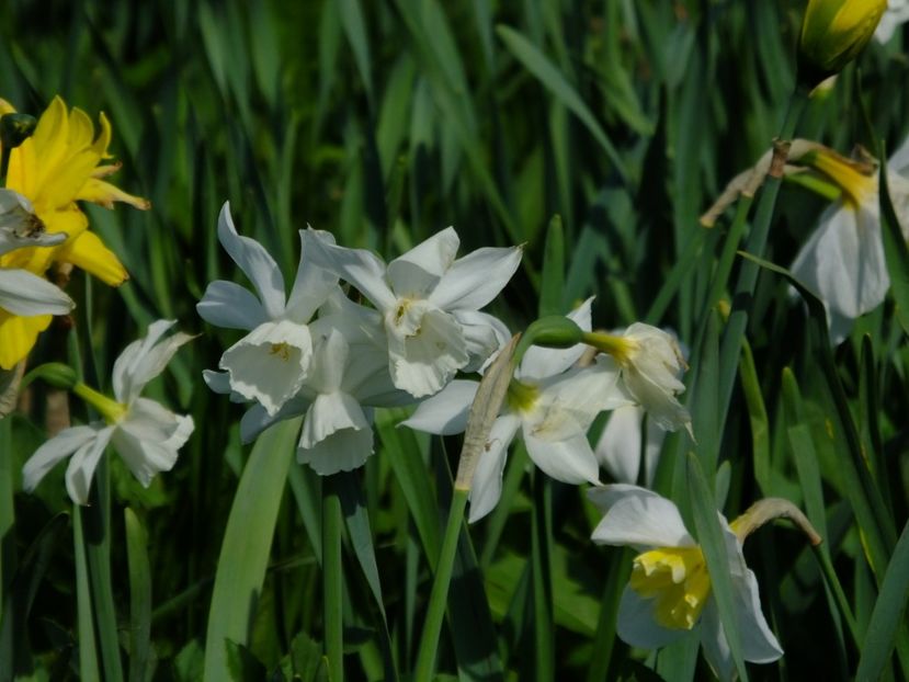  - 2018_03_Narcise_III