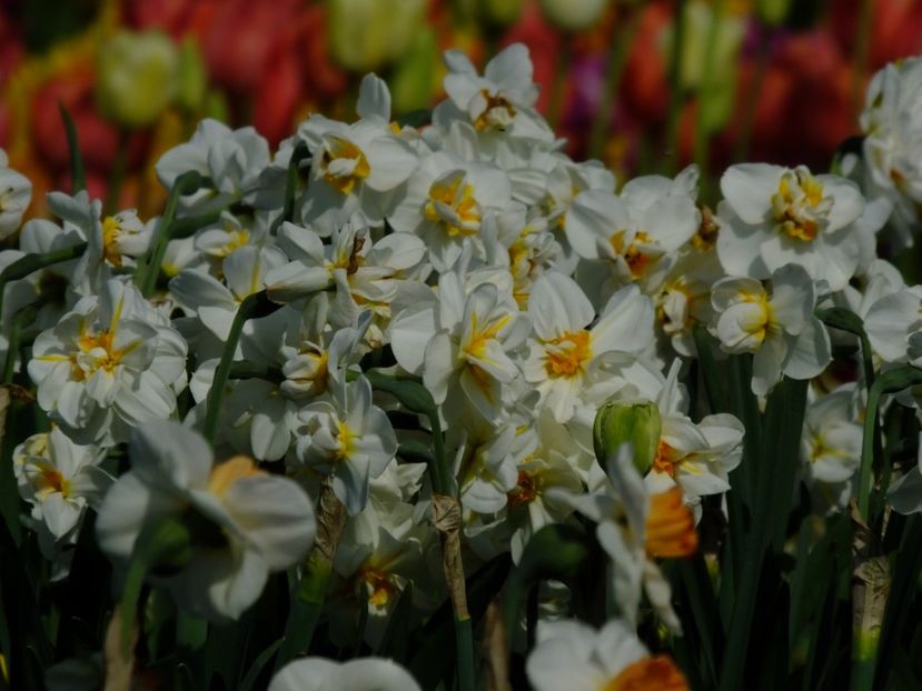  - 2018_03_Narcise_III