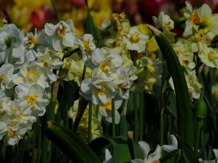  - 2018_03_Narcise_III