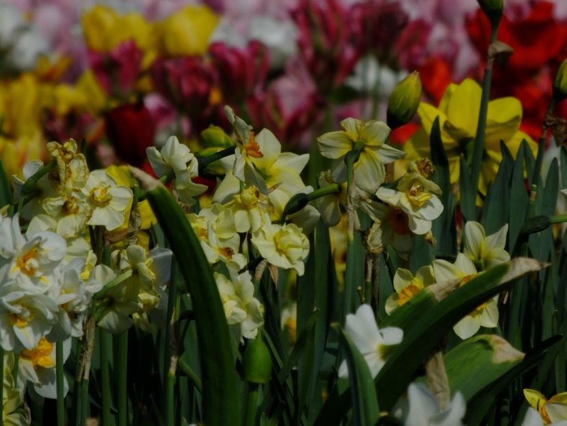  - 2018_03_Narcise_III