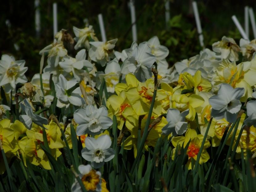  - 2018_03_Narcise_III