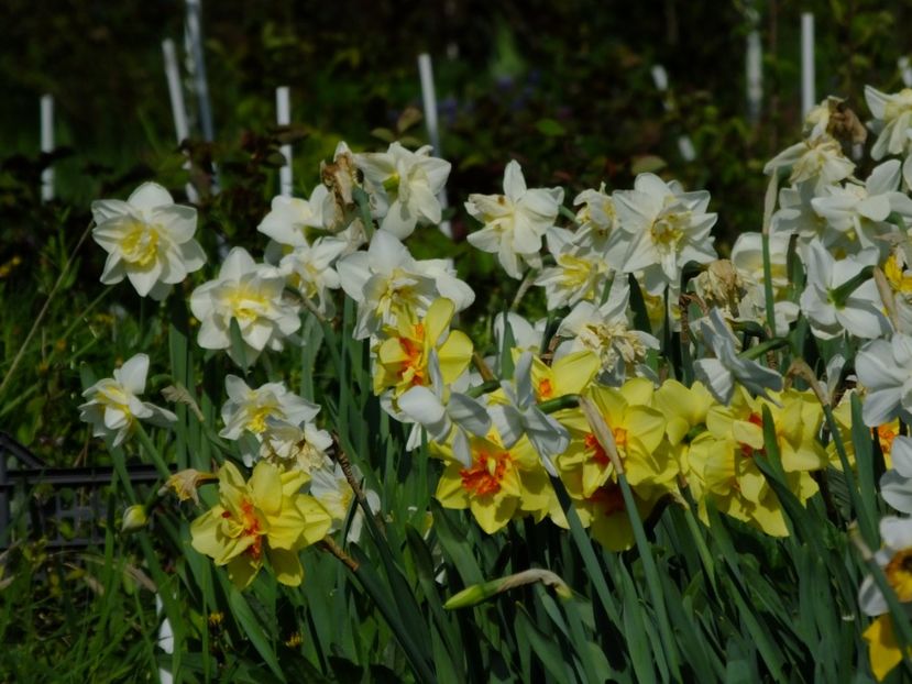  - 2018_03_Narcise_III