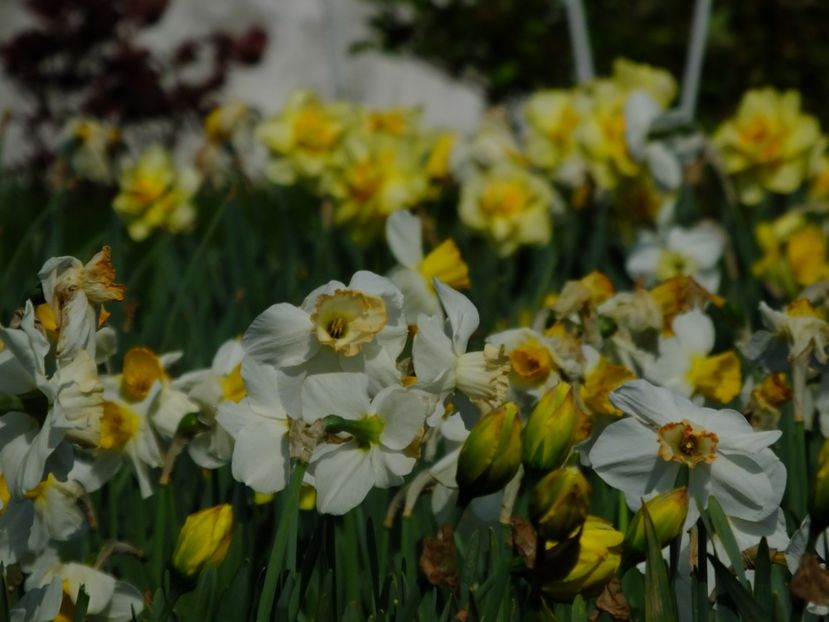  - 2018_03_Narcise_III
