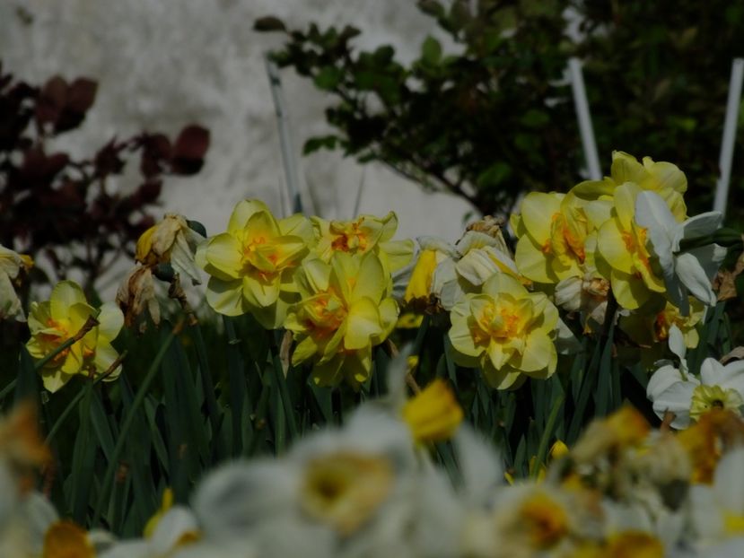  - 2018_03_Narcise_III