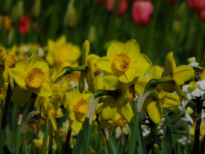  - 2018_03_Narcise_III