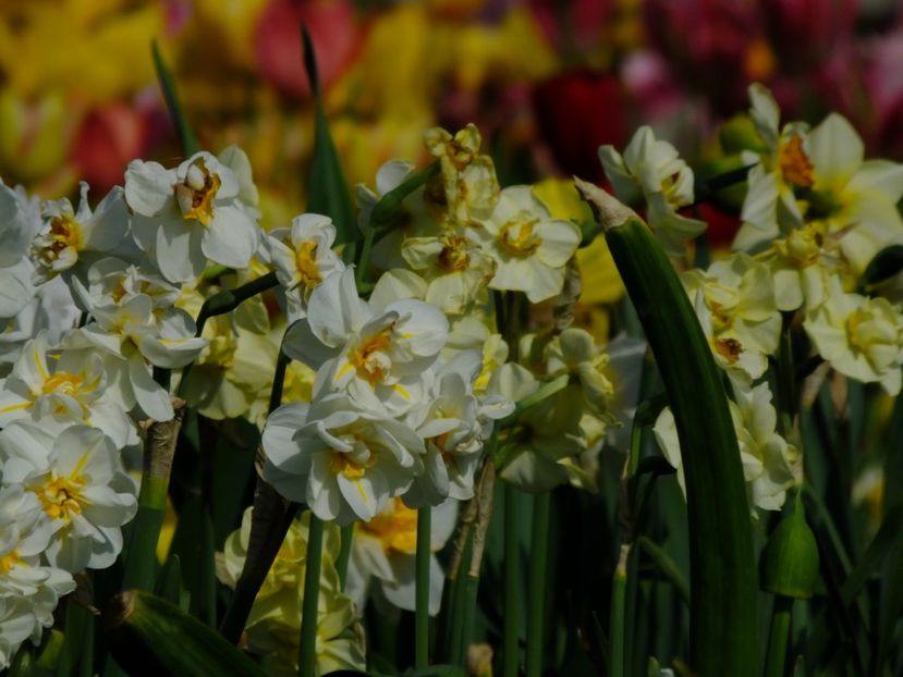  - 2018_03_Narcise_III