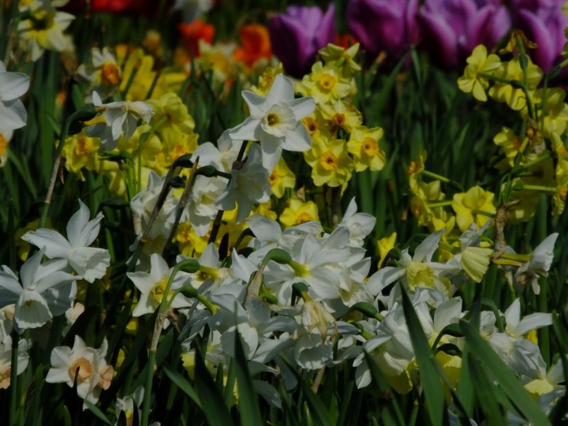  - 2018_03_Narcise_III