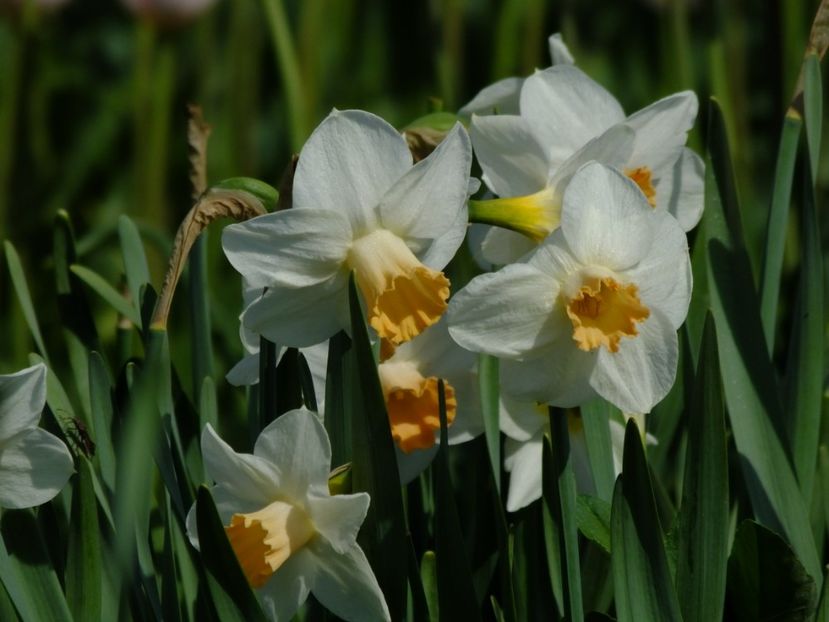  - 2018_03_Narcise_III