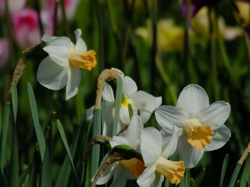  - 2018_03_Narcise_III