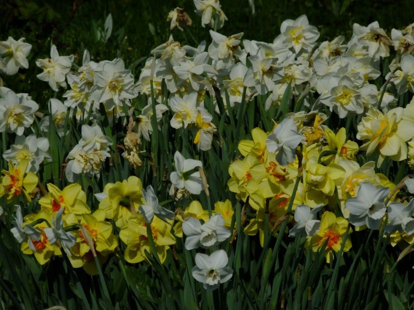  - 2018_03_Narcise_III