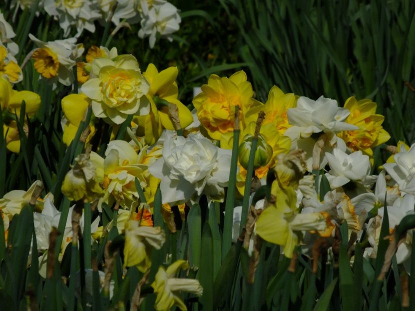  - 2018_03_Narcise_III