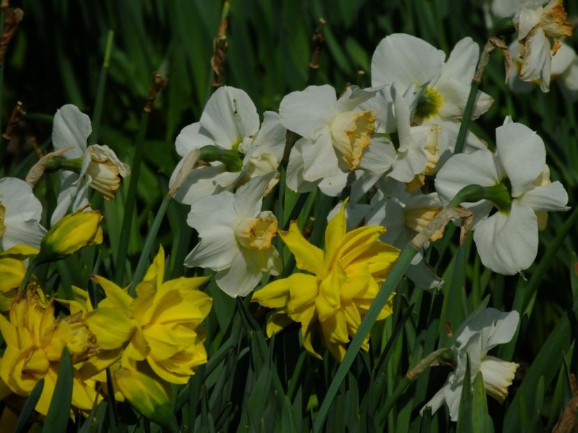  - 2018_03_Narcise_III