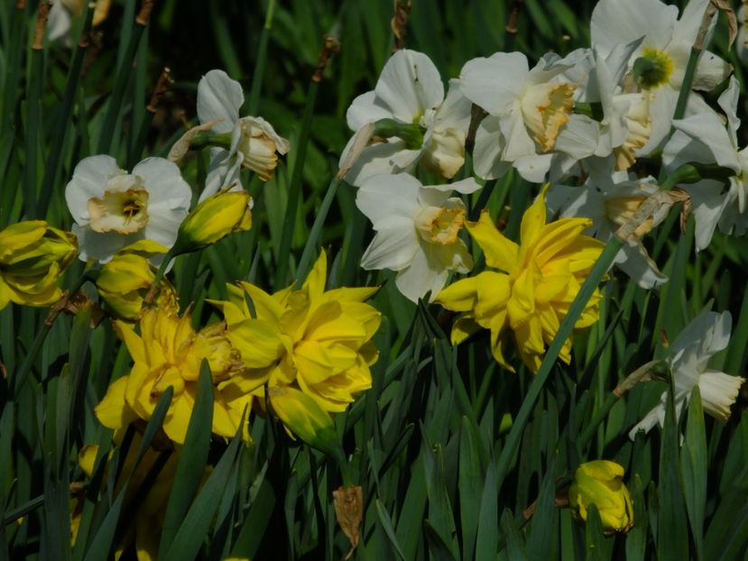  - 2018_03_Narcise_III