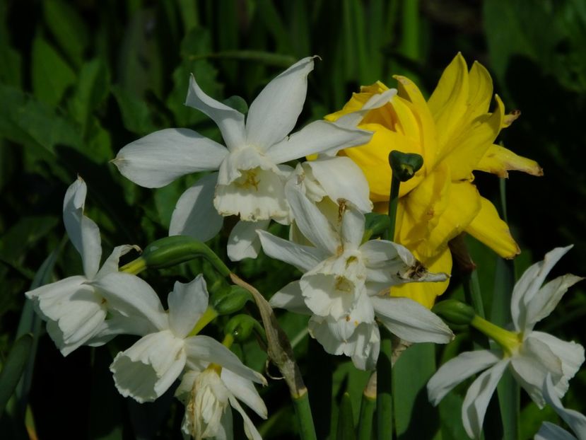  - 2018_03_Narcise_III