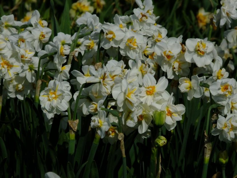  - 2018_03_Narcise_III