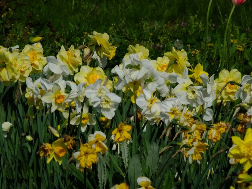  - 2018_03_Narcise_III