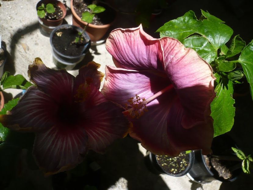 18.06.2018 - HIBISCUSI 2018-2