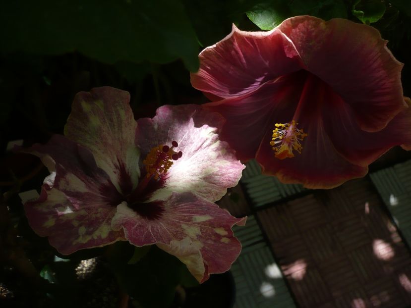 P1380136 - HIBISCUSI 2018-2
